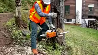 SAFELY Cutting Large Trees with Chainsaw using wedges in under 3 minutes