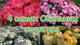 4  Самых ОБИЛЬНО ЦВЕТУЩИХ сорта роз