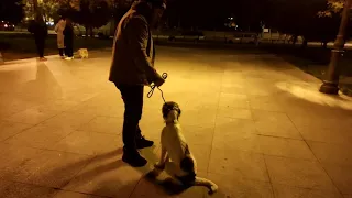 Terrier (3 yaşlı) ! Dartmaq və sahibini yormaq probleminin təlimi !