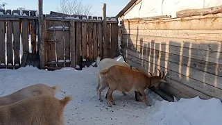 Обеденная дойка. Запуск...