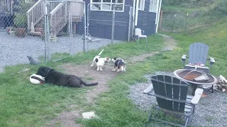 Poppy and Gimli Wrestle While Milo Calmly Destroys $20 Worth of Toys