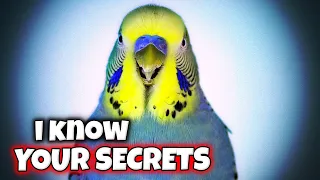 Secrets Your Bird Knows About You