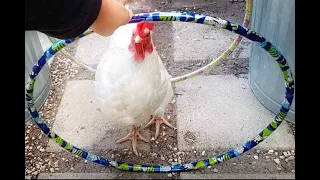 My Pet Chickens White Leghorn & Easter Eggers Can Walk Through Hoops!