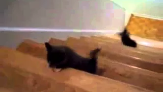 Бедный котенок упал с лестницы
