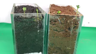 Planting in ORGANIC vs INORGANIC Media Timelapse