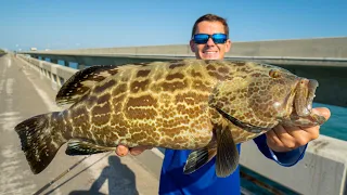 TROPHY Fish from SIDE of ROAD! Catch Clean Cook (Florida Keys Bridge Fishing)