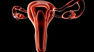 Human Physiology - Hormonal Secretion During the Mid-Follicular Phase