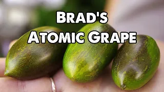 Brad's Atomic Grape Tomato