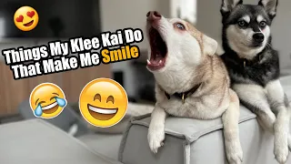 Cute Things My Mini Huskies Do That Make Me Smile | Life With Klee Kai