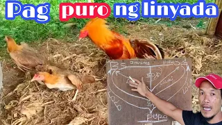 Tips Inbreeding | Paano Magpapuro Ng Linyada.