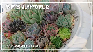 [179][多肉植物]丼ならぬ鍋😆2024年5月6日