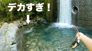 【驚愕!】荒れ沢の源流モンスターヤマメ！