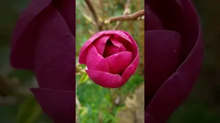 Amazingly perfumed 'Black Tulip' Magnolia