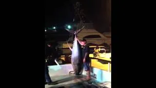 Yellowfin Tuna World Record 445lbs San Diego