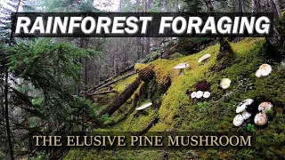 Traveling to a Rainforest Wilderness to Harvest Pine Mushrooms (2022 Pines Episode 1)