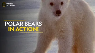 Polar Bears in Action! | Built For The Kill | Full Episode | S4-E2 | Nat Geo Wild