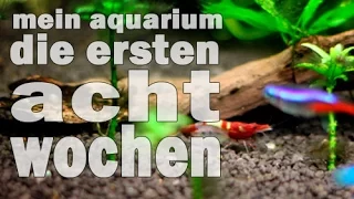 Mein Aquarium - Die ersten acht Wochen (Doku und Tutorial) Piscina #1