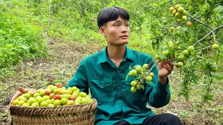Harvest, plum, go to market to sell, my daily life, forest life