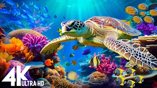 Ocean 4K - Sea Animals for Relaxation, Beautiful Coral Reef Fish in Aquarium - 4K Video Ultra HD #22