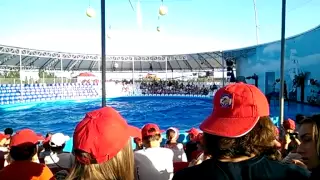 Бердянский Дельфинарий "Немо"