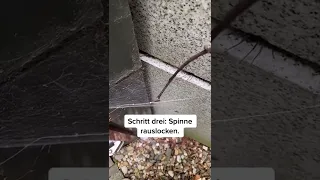 Wie ihr selber die größte Spinne Deutschland findet 🕷