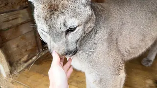 PUMA NALA ALLOWED HERSELF TO BE PETTED A YEAR LATER!/Estrus in lynxes /Raccoons are ready for summer