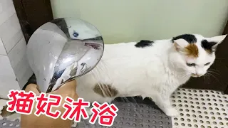 可怕！肥猫洗完澡后竟依然还是只肥猫