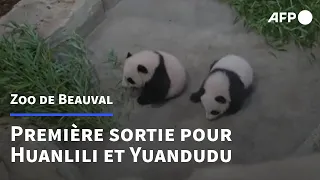 Les bébés pandas du zoo de Beauval font leur première sortie publique | AFP