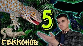 5 лучших гекконов для содержания! Гекконы! Лучшее гекконы!