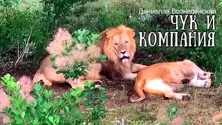 ❤️Львы под дождём. МАЛЫШ спит, а у ЧУКА любовь.Тайган. Safari park Taigan. Crimea.Lions in the rain