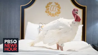 WATCH: Trump pardons 2019 Thanksgiving turkeys