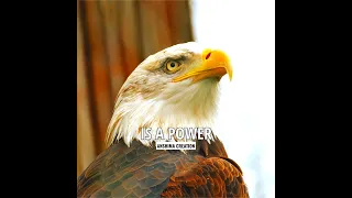 Eagle Attitude status | whatsapp status | Being Alone is Power | #attitude #anshimacreation #shorts