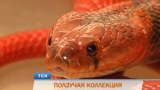 Пермский биолог собрал одну из крупнейших в стране коллекций змей