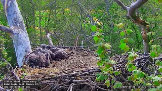 Little Miami Conservancy Bald Eagle 30.04.2024 15:07