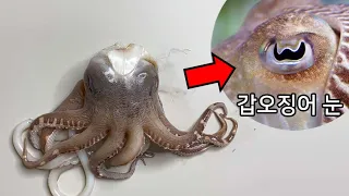 갑오징어는 눈이 왜 W 모양 일까?