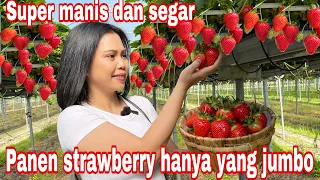 PANEN STRAWBERRY HANYA YANG JUMBO SAMPE KALAP || SUPER MANIS SEGAR DAN JUICY