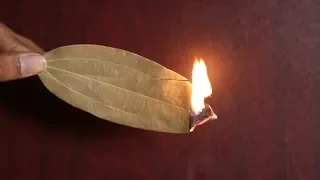 Burn A Bay Leaf In Your Room And Watch What Happens!