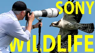 $13,000 Sony 600mm f/4 GM lens review: MIRRORLESS WILDLIFE!