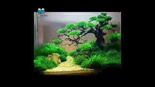 BONSAI DRIFTWOOD FOR YOUR AQUARIUM TANK | MICRO AQUATIC SHOP