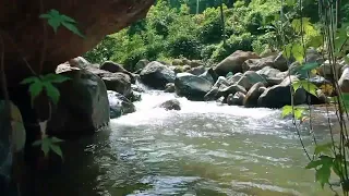 BEAUTIFUL RIVER SOUNDS with BIRDS SOUNDS for Sleeping, Relaxing, Insomnia and Study