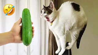 Funniest Animals 2023 🤩 Best Cats and Dogs Videos 🐶😻 Part 9