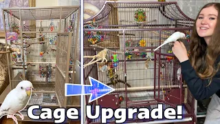 SETTING UP MY BUDGIE’S NEW CAGE! | Pearl gets an upgrade