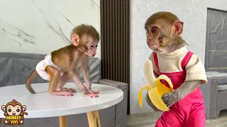 Smart YiYi harvests bananas for monkey Yumy to eat