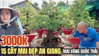 0918541168 Đột nhập bất ngờ vườn mai Quốc Thái hàng chục mãnh thú mai vàng tứ quý ghép sbsg An Giang