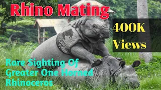 Rhino Mating | Chitwan National Park | Rare Sighting OF Greater One Horned Rhinoceros | Wildlife
