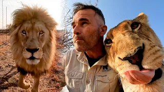 Will WILD LIONS Attack Me? | The Lion Whisperer