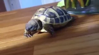 sweet turtle eats salad ❤️