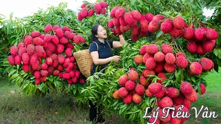 How to harvest Lychee & Goes to the market sell - Harvesting and Cooking | Daily Life