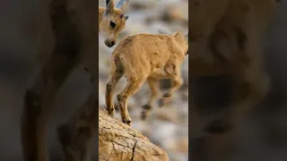 Nubian ibexs jumping from the big rock🐏 #animal #shorts #ibex