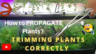 How to trim Stem Plants | Trimming of aquarium Plants |Propagate aquatic plants| #trimstemplants